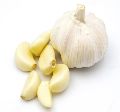 fresh garlic