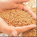 Lokmanya Wheat Seeds