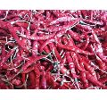Indian Dried Red Chillies Teja S16