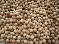 Raw White Pepper Seeds