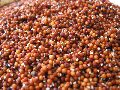 Organic Ragi Seeds