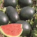 black pearl watermelon