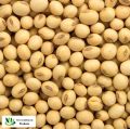 Non-GMO Soybeans Grade AA