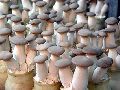 Brown Oyster Mushroom Spawn