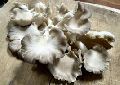 Dried Oyster Mushroom Spawn