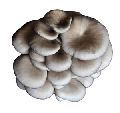 Grey Dry Oyster Mushroom