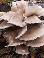 Pure Oyster Mushroom Spawn