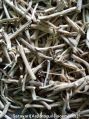 Dried Shatavari Root