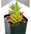 Crassula Campfire (Lucky Plant): Succulent Plant