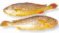 yellow croaker fish