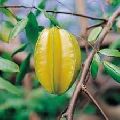 Jamaican Star Fruit
