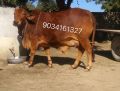 700 brown sahiwal cow