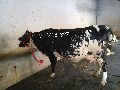 Black White h f crossbred cow