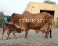Brown REDDISH milking sahiwal cows