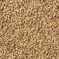 barley seeds