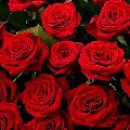 Fresh Red Rose Flower