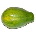 Fresh Green  Papaya