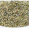 Organic Pearl Millet Seeds