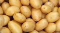 fresh potato