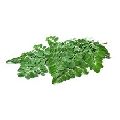 Green Moringa Leaves