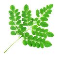 Natural Moringa Leaves