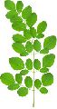 organic moringa leaves