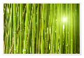 Green Bamboo