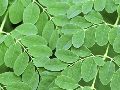 Herbal Moringa Leaves