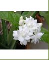 Arabian Jasmine Flower