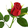 Red Organic Rose Flower