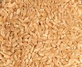 Organic wheat seeds