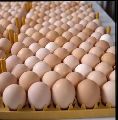 Broiler Hatching Eggs