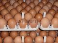 poultry eggs