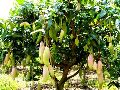 Mango Plants