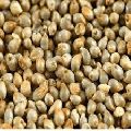 Natural Millet Seeds