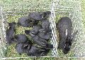 Rabbit Farming Services