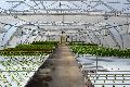 4000-5000kg White 220V 440V New Automatic Fully Automatic 6-9kw Electric Mechanical SHREEHYDGH-0011 STEEL hydroponics greenhouse