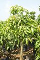 mango plants