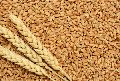Light Brown Wheat Seeds