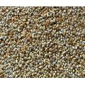 Pearl Millet Seeds