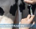 veterinary injections