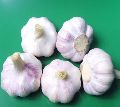 Fresh Natural Garlic