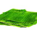 Green Fresh Banana Leaves