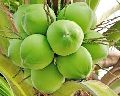 green coconut