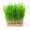 Green Wheat Grass