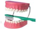 Plastic Pink White giant toothbrush dental care model