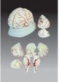 Plastic Creamy Red Human Brain Arteries Model