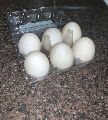Khaki Campbell Duck Eggs