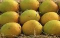 Fresh Pyari Mango