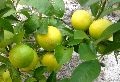 Indian Seedless Lemon Plants